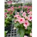 Vinca 6 Inch- Multiple Colors